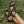 Janny | Open-Toe Orthopedic Sandals